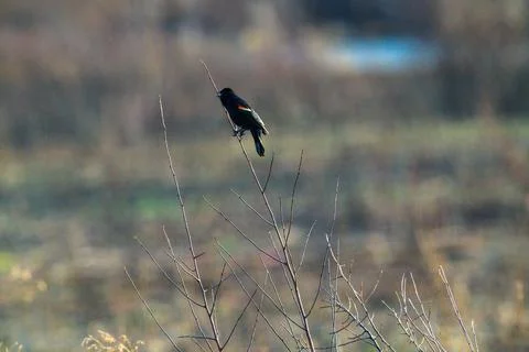 Red winged black bird Stock Photos