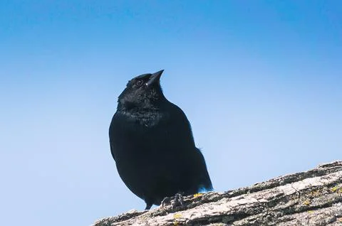 Red Winged Black Bird Setting On A Branch With Blue Sky Above 스톡 사진