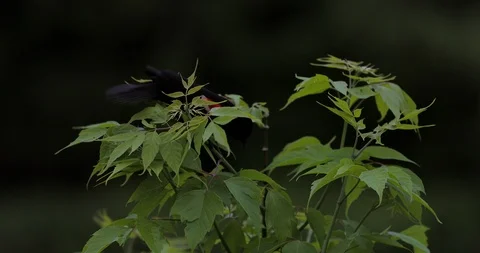 Red Winged Black Bird Sits And Chirps On Plant And Flies Away Stock Footage 108761938