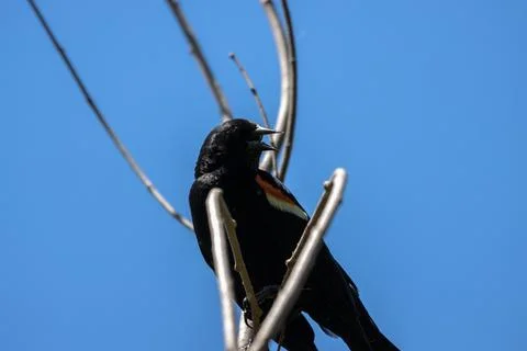 Red Winged Black Bird In Tree Branch Stock Photos