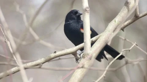 Red Winged Black Bird Tweets Stock Footage 64294857