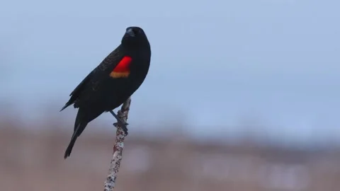 Red Winged Black Bird wings pop against blue background Stock Footage 262934232