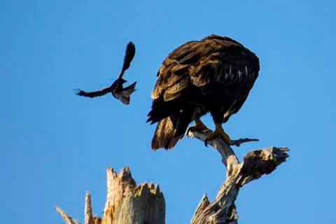 Red-winged blackbird attacks bald eagle Stock Photos