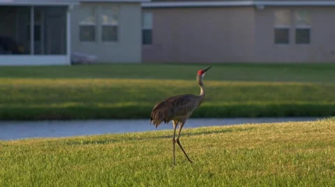 Red-Winged Blackbird attacks Sandhill Crane, WIDE, 4K Stock Footage 50144637