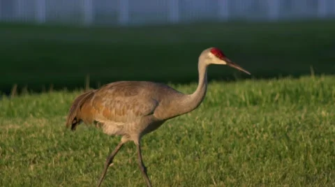 Red-Winged Blackbird attacks Sandhill Crane, CLOSE, 4K Stock Footage 50144665