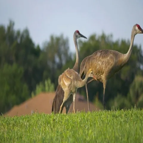Red-Winged Blackbird Attacks Sandhill Cranes, Close, 4K Stock Footage 69525458