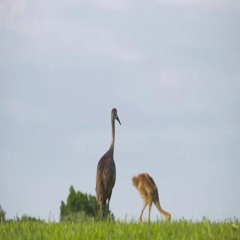 Red-Winged Blackbird Attacks Sandhill Crane Mother and Chick, Wide, 4K Stock Footage 69525756