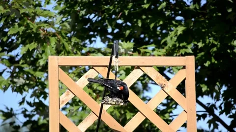 Red-winged Blackbird on a backyard feeder Stock Footage 41151837