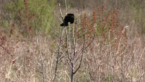Red winged Blackbird Balancing Act Stock Footage 75694829