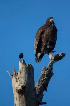 Red-winged blackbird with bald eagle Foto stock