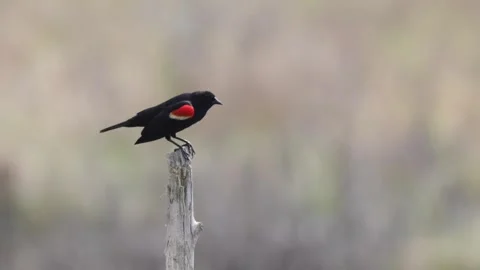 Red-winged blackbird bird singing and perched on a wooden stump with blur back Stock Footage 325611903