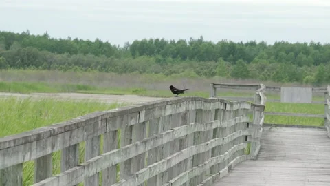 Red-winged blackbird on boardwalk Stock Footage 201620015