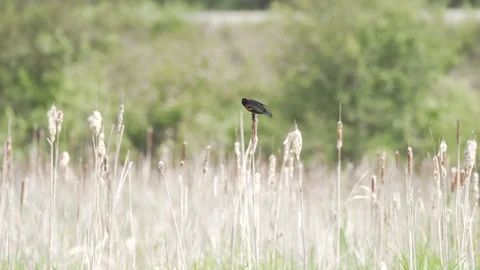 Red-winged blackbird call Stock-Footage 105768566