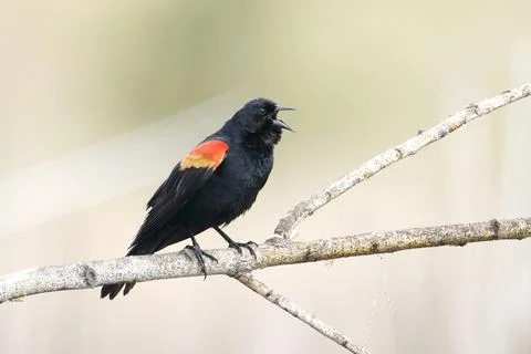 Red winged blackbird calling out. Stock Photos