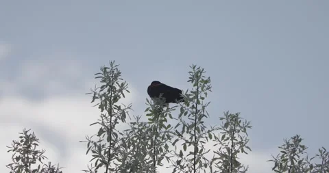 Red-Winged Blackbird Calling on Russian Olive Tree at Sunrise Stockbeeldmateriaal 333599093