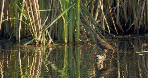 Red-winged blackbird catching bugs in marsh, flies left in slomo, 4k Stock Footage 242366568