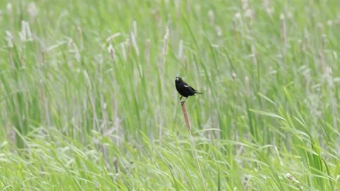 Red-winged blackbird on a cattail Stock Footage 201620058