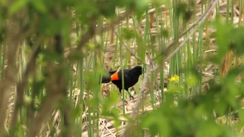Red winged blackbird cleaning itself. mating season springtime. birds Stock Footage 197410295