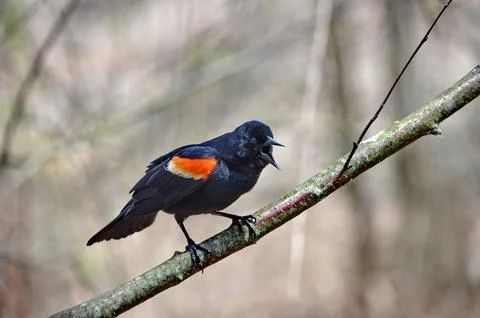 Red-winged Blackbird close up in spring Stock Photos