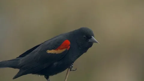 Red-winged Blackbird closeup of breeding plumage, 4k Stock Footage 152958928