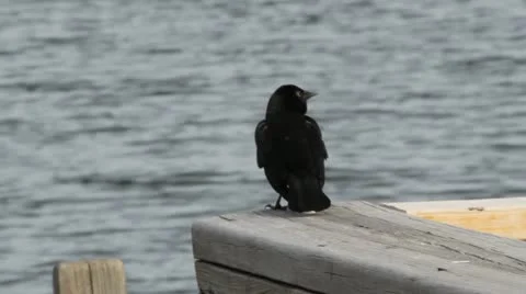 Red winged blackbird CS dock sings &amp; stretches Stock Footage 11148138