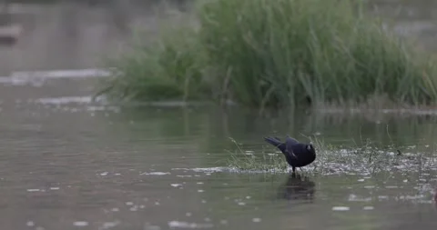 Red-winged blackbird drinking at grassy San Juan River edge, best angle Stock Footage 336407583