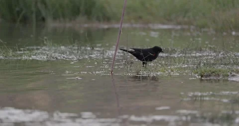 Red-winged blackbird drinking at San Juan River edge in morning light Stock Footage 336407507