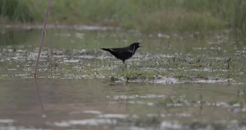 Red-winged blackbird drinking at San Juan River edge, alternate angle Stock Footage 336407555