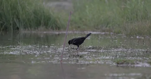 Red-winged blackbird drinking at San Juan River edge, third angle Stock Footage 336407575