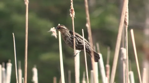 Red Winged Blackbird Female on Cattails Stock Footage 49802753
