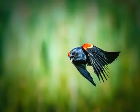 Red-Winged Blackbird in Flight. 스톡 사진