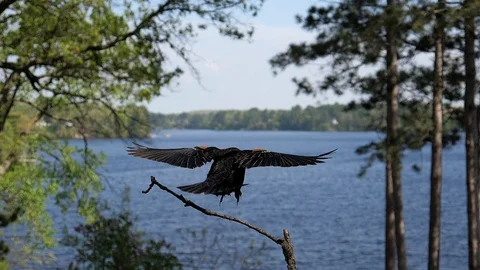 Red-winged blackbird floats down to branch in slow motion. Video stock 95917909
