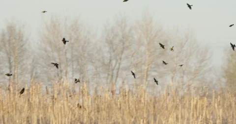 Red-winged Blackbird Flock Flying Into Marsh Cattail Grass Stock Footage 160775580