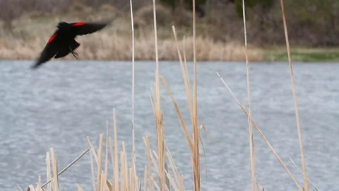 Red Winged Blackbird Flying Off Stock Footage