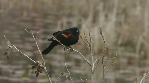 Рed-winged blackbird Stock Footage 124554