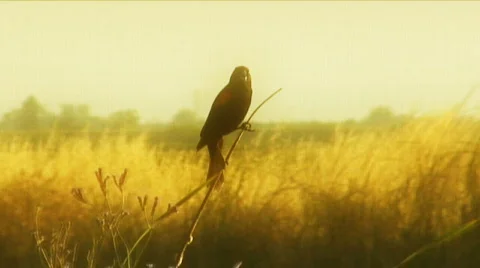 Red winged blackbird Stock Footage