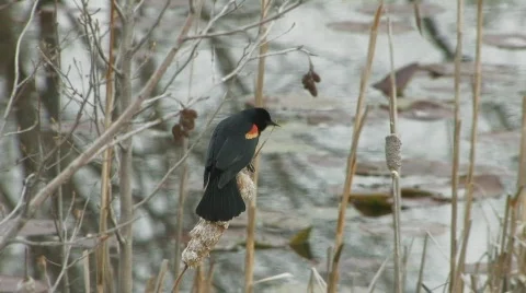 Red-winged blackbird Stock Footage 628747