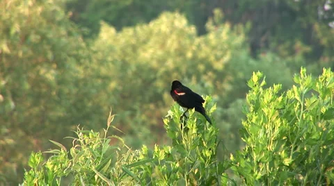 Red winged blackbird Video stock 5046563
