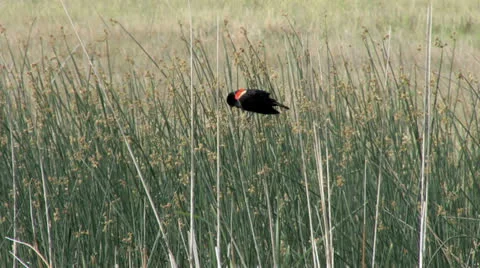 Red-winged Blackbird Stock Footage 24865881