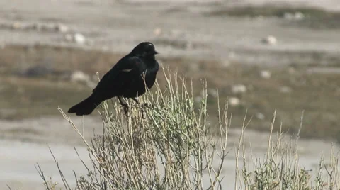 Red-winged blackbird Stock Footage 32207189