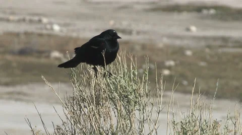 Red-winged blackbird Stock Footage 32207210