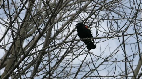 Red-Winged Blackbird Stockbeeldmateriaal 37086481