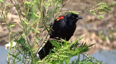 Red Winged Blackbird Video stock 37865897