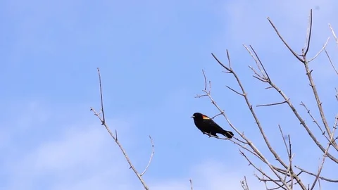 Red-winged Blackbird 스톡 동영상 86492035