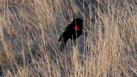 Red-winged Blackbird Stock Footage 106115432