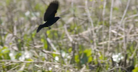Red-Winged Blackbird Stock Footage 120484241