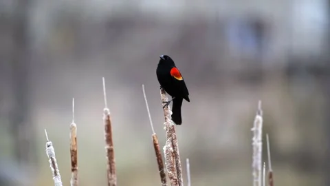 Red-winged blackbird Stock Footage 234010332