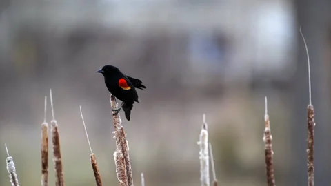Red-winged blackbird Stock Footage 234010484