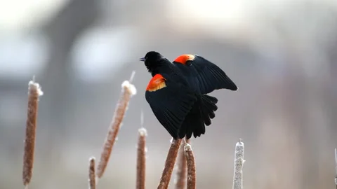 Red-winged blackbird Stock Footage 234010778