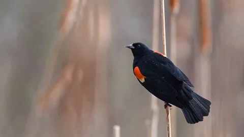 Red-winged Blackbird Stock Footage 267434761